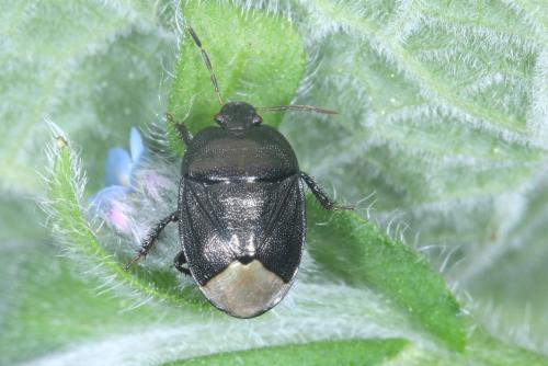 Réf. 358 045 : Sehirus luctuosus